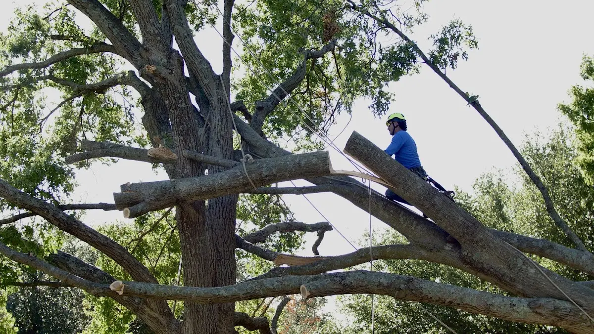 Professional Crown Thinning performed by certified arborists in Bozman